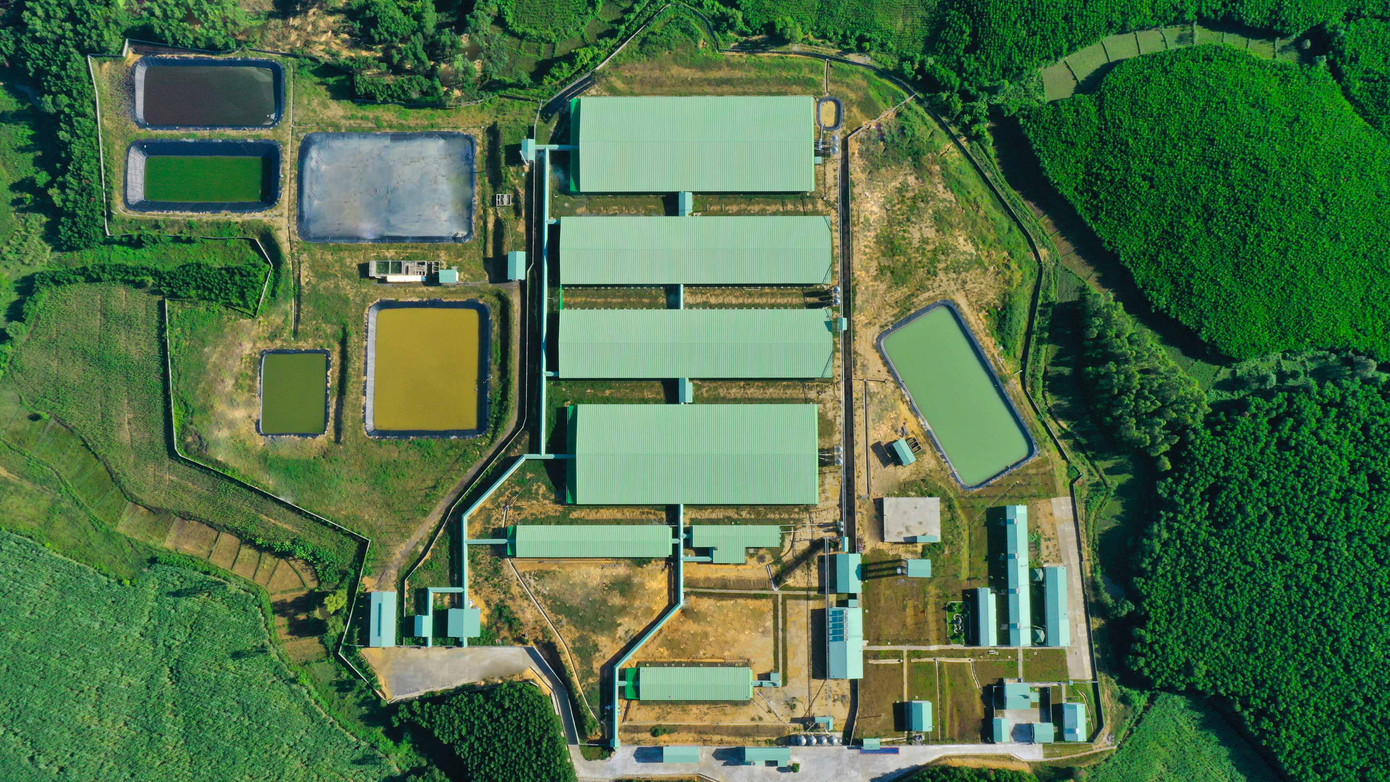 Hệ thống trang trại chăn nuôi heo của BaF được đầu tư theo công nghệ cao, trong không gian xanh, sạch Hệ thống trang trại chăn nuôi heo của BaF được đầu tư theo công nghệ cao, trong không gian xanh, sạch