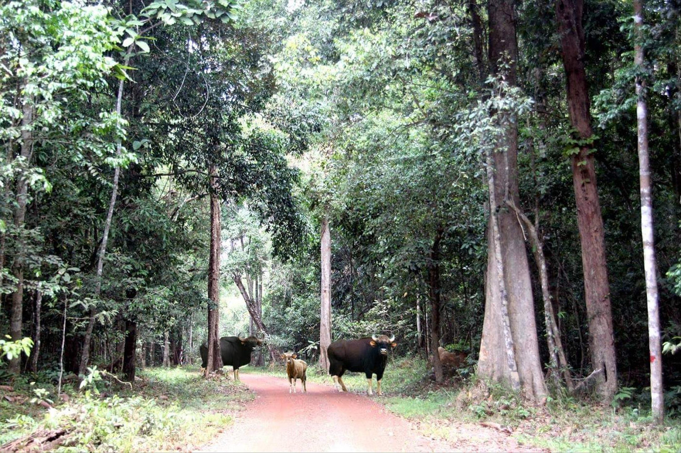 Bò tót, động vật quý hiếm, đang sinh trưởng tốt tại Khu bảo tồn