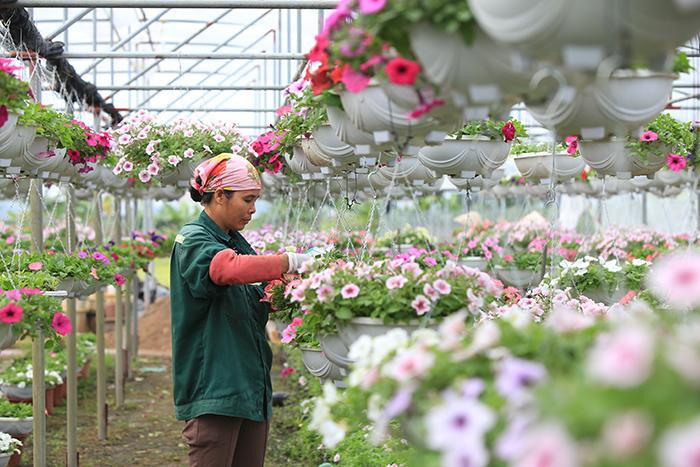 Huyện Mê Linh là một điểm sáng về phát triển sản xuất nông nghiệp với các vùng chuyên canh hoa, rau Huyện Mê Linh là một điểm sáng về phát triển sản xuất nông nghiệp với các vùng chuyên canh hoa, rau