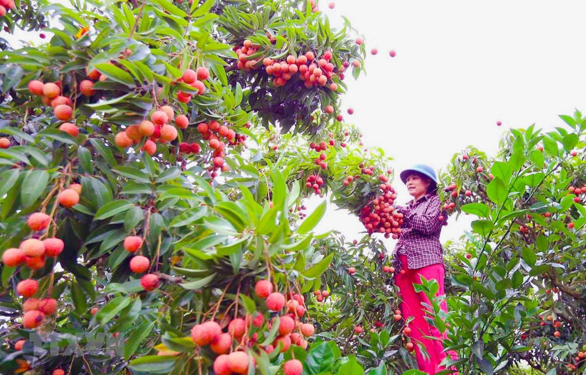 Vải thiều hạt nhỏ, cùi dày, mọng ngọt. Ảnh: TTXVN Vải thiều hạt nhỏ, cùi dày, mọng ngọt. Ảnh: TTXVN