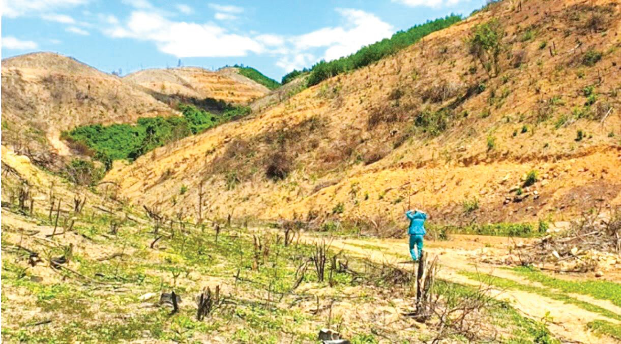 Diện tích đất công (đất rừng sản xuất) ở xã miền núi Linh Thượng được ông Chủ tịch xã Hồ Quốc Hương hợp thức để cấp cho vợ mình là bà Nguyễn Thị Thơ Diện tích đất công (đất rừng sản xuất) ở xã miền núi Linh Thượng được ông Chủ tịch xã Hồ Quốc Hương hợp thức để cấp cho vợ mình là bà Nguyễn Thị Thơ