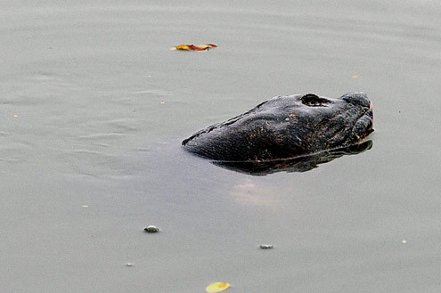 Thỉnh thoảng rùa ngóc đầu lên với dáng nghiêng nghiêng quen thuộc