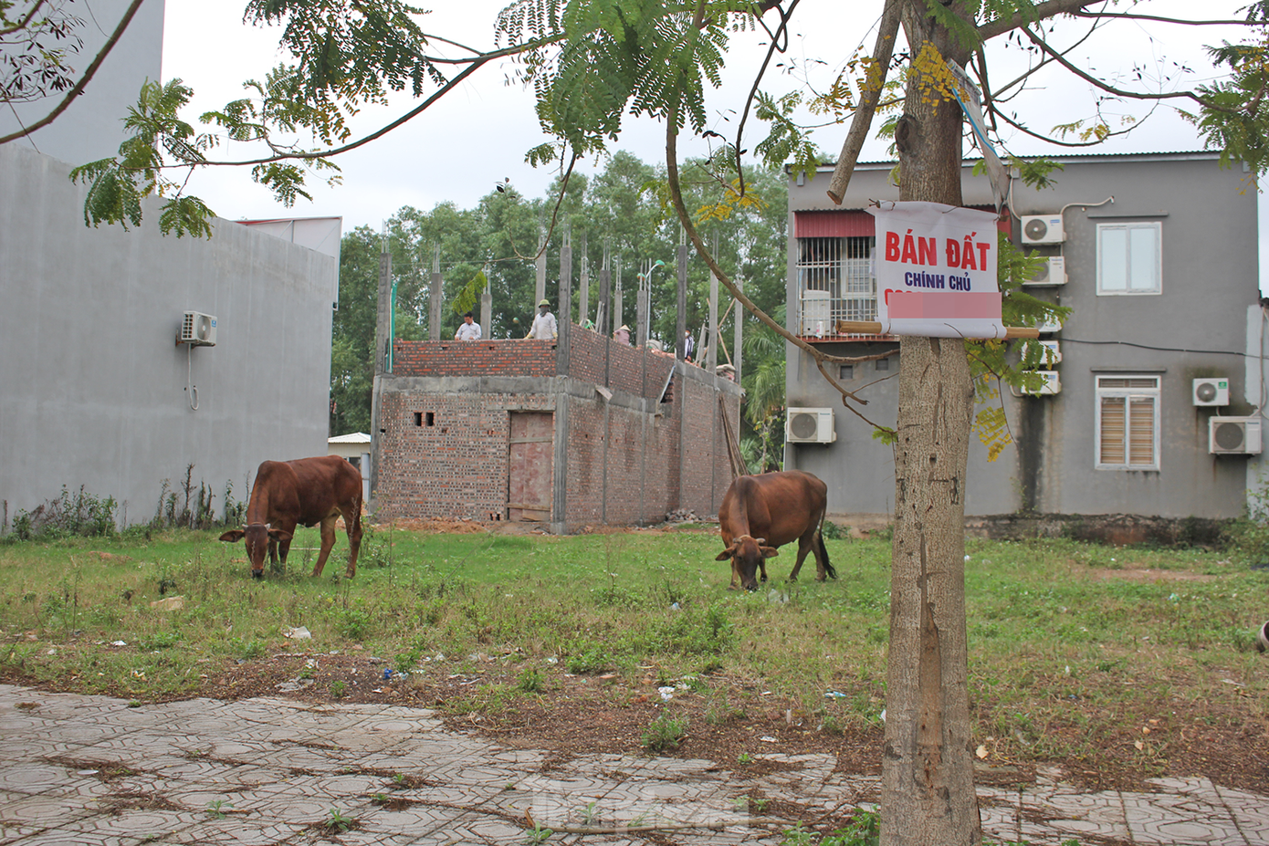 Khu đô thị điểm nhấn của tỉnh Bắc Giang vẫn nhan nhản hình ảnh rác thải vứt tứ tung, trâu, bò thong dong gặm cỏ.
