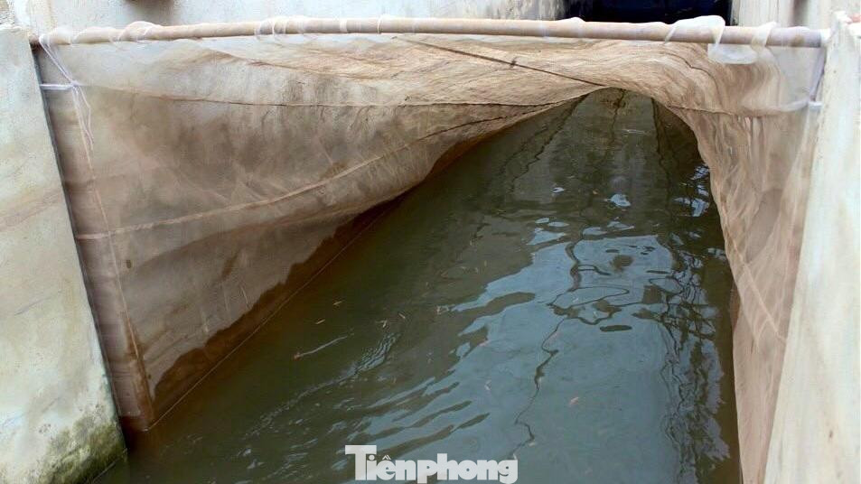 Khi rươi đạt chất lượng, bật lên thì người dân sẽ đồng loạt tháo nước dẫn vào cống rồi dùng lưới để thu rươi.