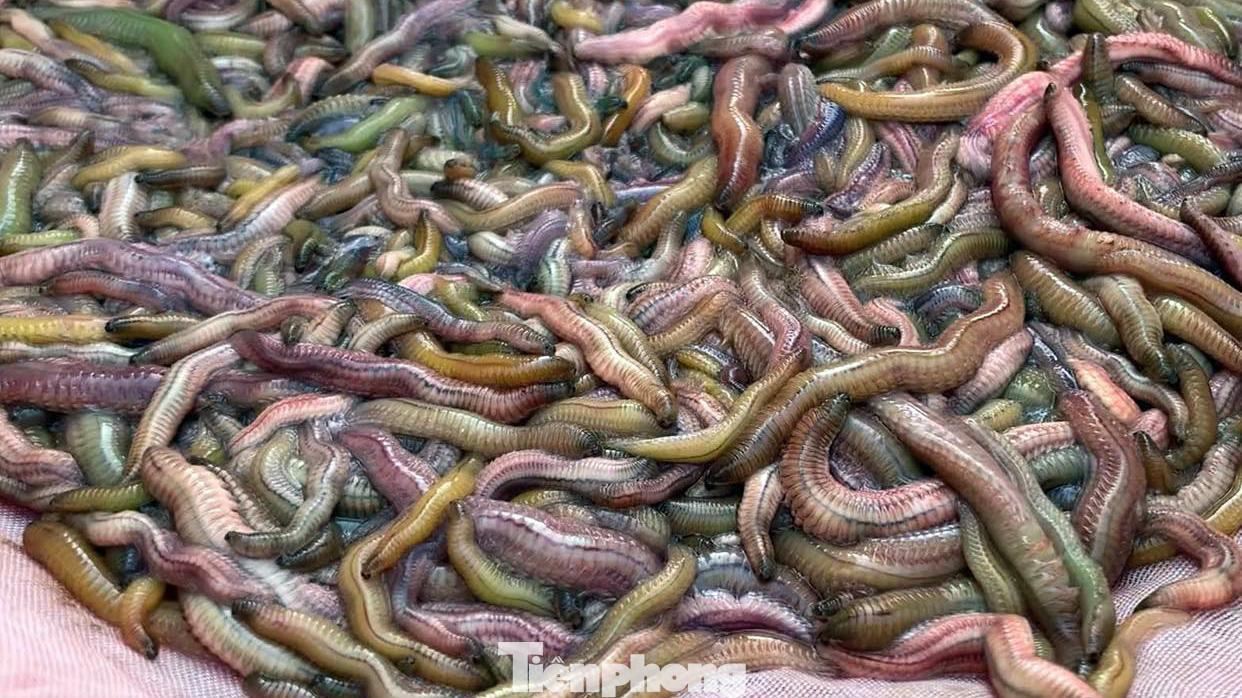 "Năm nay thuận lợi, nhiều địa phương đều thu hoạch được nhiều rươi hơn mọi năm. Tuy nhiên, do sản lượng tăng đều ở nhiều vùng nên giá rươi tươi giảm, dao động 300.000-400.000 đồng/kg, tùy thời điểm thu hoạch và chất lượng rươi", bà Nhinh nói.