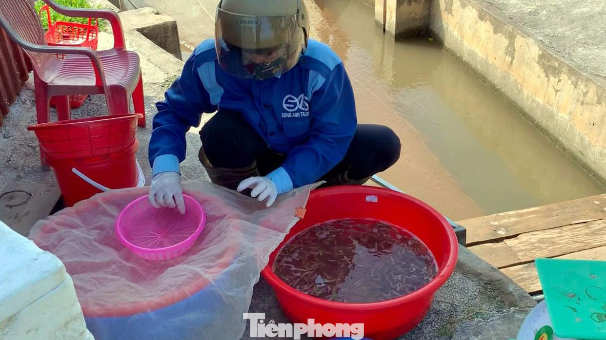 Bà Phạm Thị Nhinh (thương lái ở Hải Phòng) cho biết, rươi chỉ có theo mùa và những năm gần đây, người dân Hà Nội, các tỉnh trung du miền núi và cả miền Nam đều ưu thích. Do đó, để có rươi cung ứng cho khách, bà phải thường xuyên liên hệ người dân và tới đầm từ sớm để thu mua.