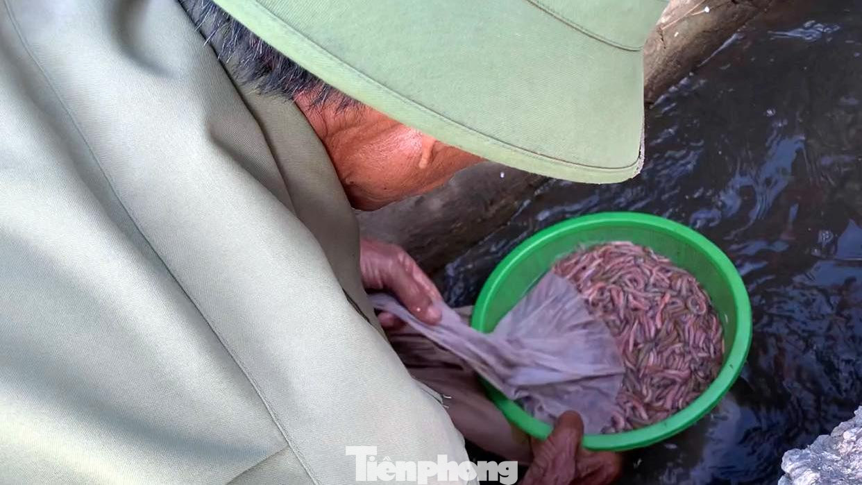 Sau khi vớt từ lưới, rươi được nhúng vào nước lạnh sau đó sẽ rửa lại 3-4 lần nước và lọc sạch rong rêu. Sau khi được rửa, lọc sạch, rươi sẽ được treo cho ráo nước rồi thương lái đóng hộp mang đi giao cho khách hàng.