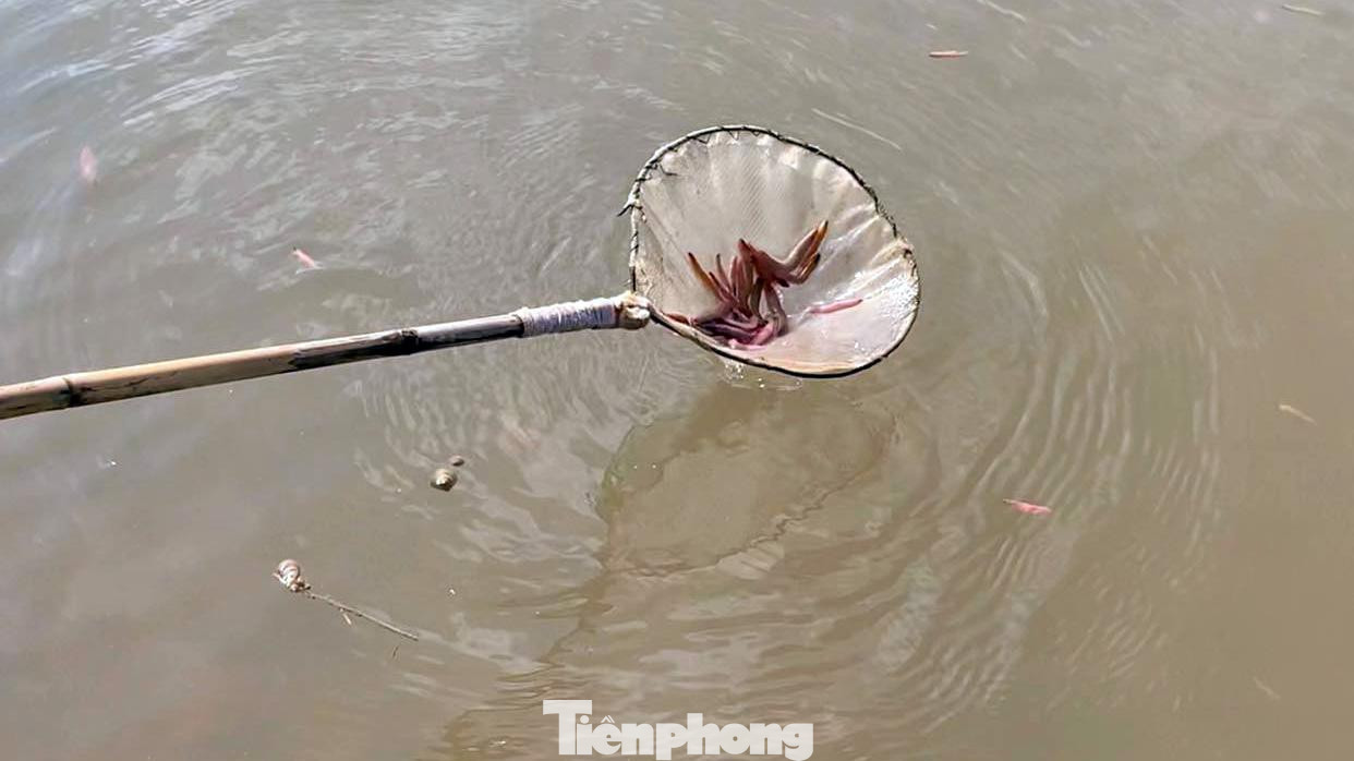 Ông Vũ Văn Tuyến (ở xã Kiến Thiết, huyện Tiên Lãng, chủ một đầm rươi) chia sẻ, những ngày đầu tháng 11 (âm lịch), gia đình ông và người dân địa phương kiểm tra chất lượng rươi để có kế hoạch xả nước, thu "lộc trời". Rươi chính vụ to béo, nhiều bột, có màu hồng tươi.