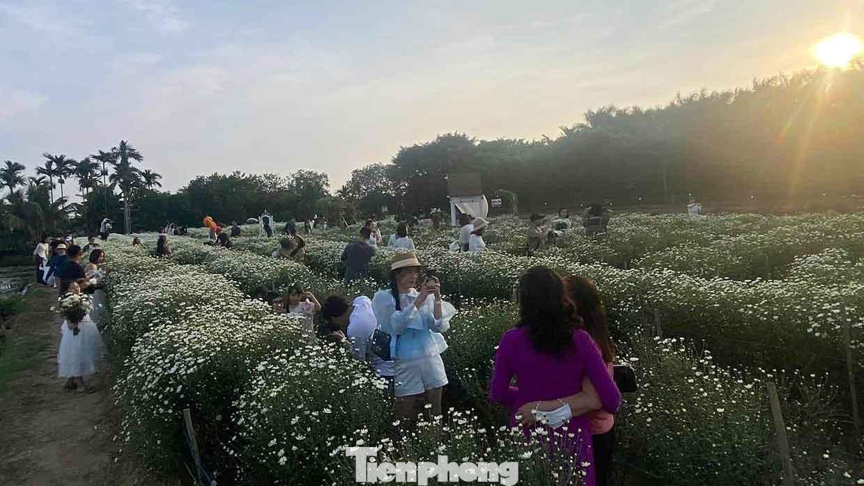 Những luống hoa cúc hoạ mi chật kín khách thay nhau tạo dáng chụp ảnh.