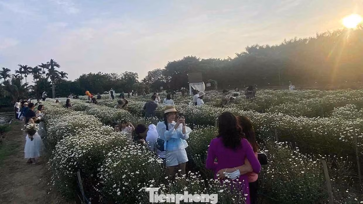 Những luống hoa cúc hoạ mi chật kín khách thay nhau tạo dáng chụp ảnh.