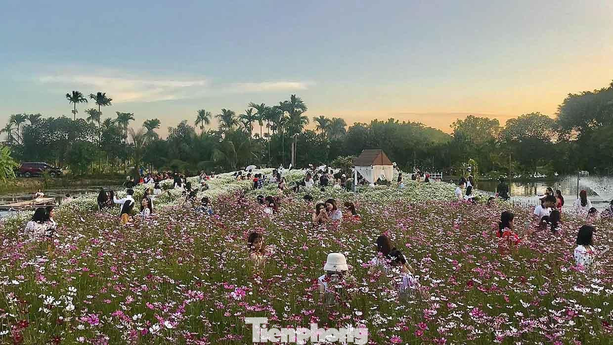 Cứ đến dịp tháng 11, tháng 12, những vườn hoa cúc họa mi tại Nông trường Thành Tô, phường Tràng Cát (quận Hải An, TP Hải Phòng) lại nở rộ, thu hút hàng trăm du khách, giới trẻ tới chụp ảnh kỷ niệm.