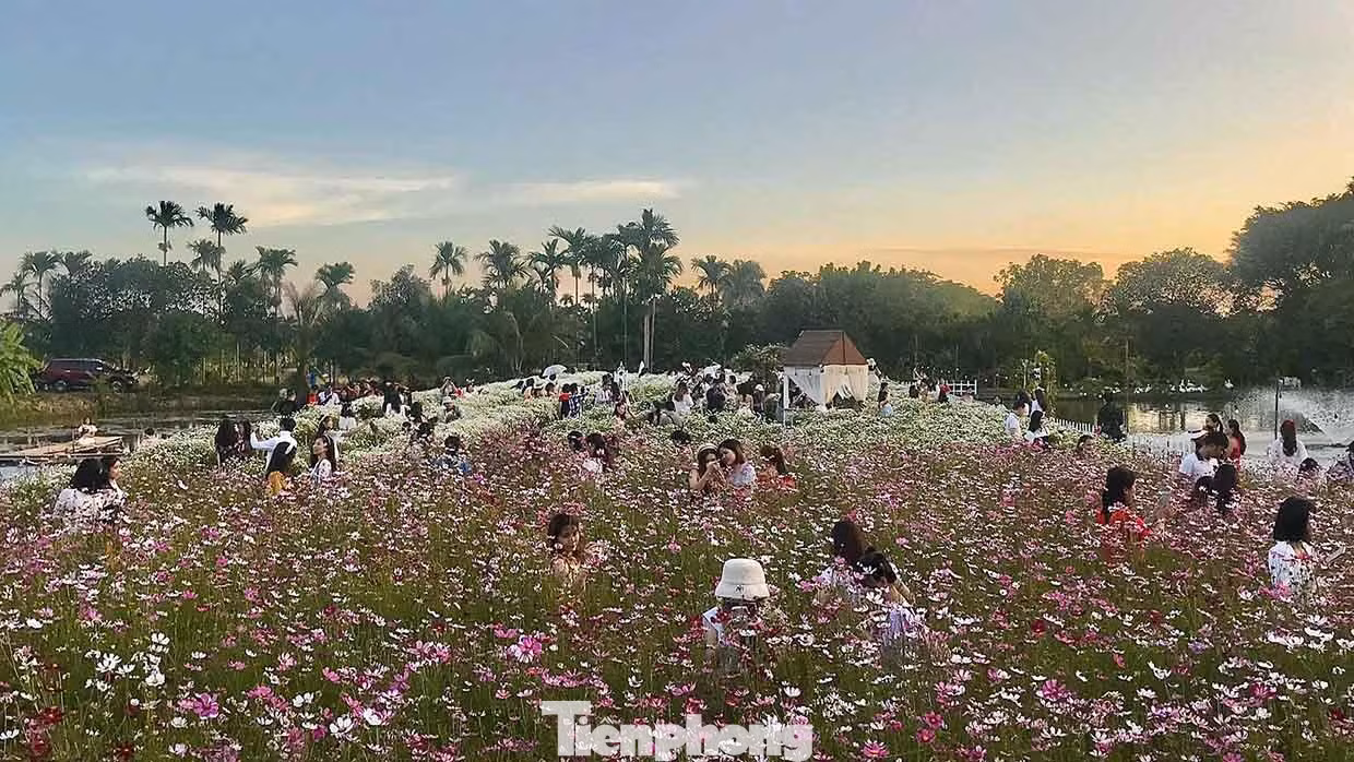 Cứ đến dịp tháng 11, tháng 12, những vườn hoa cúc họa mi tại Nông trường Thành Tô, phường Tràng Cát (quận Hải An, TP Hải Phòng) lại nở rộ, thu hút hàng trăm du khách, giới trẻ tới chụp ảnh kỷ niệm.