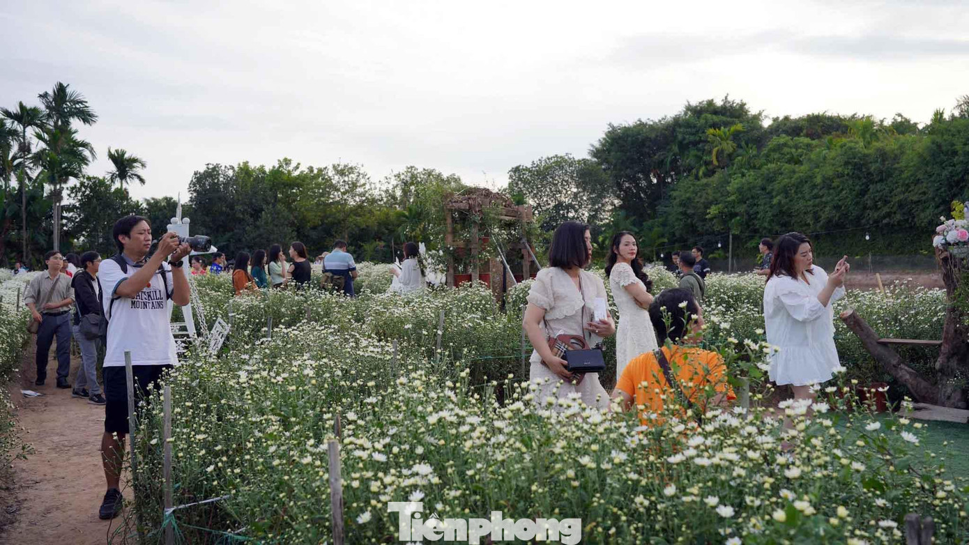 Ông Dương Văn Dũng - chủ một vườn hoa cho biết, năm nay thời tiết thuận lợi nên cúc ra nhiều nhánh, bung nhiều hoa và đẹp hơn các năm trước. Dịp cuối tuần, vườn nhà ông từ sáng sớm đến chiều muộn đón hàng trăm lượt khách tới check-in, đỉnh điểm có ngày 300-400 lượt khách.