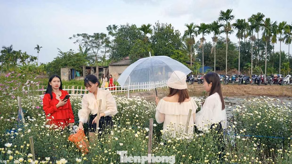 An Ngọc (21 tuổi, ở Hải Phòng) chia sẻ, những vườn cúc rực rỡ sắc màu chỉ kéo dài trong khoảng thời gian một tháng, do đó rất nhiều bạn trẻ tranh thủ tới vườn cúc check-in, chụp ảnh lưu giữ những khoảnh khắc, kỷ niệm thanh xuân.
