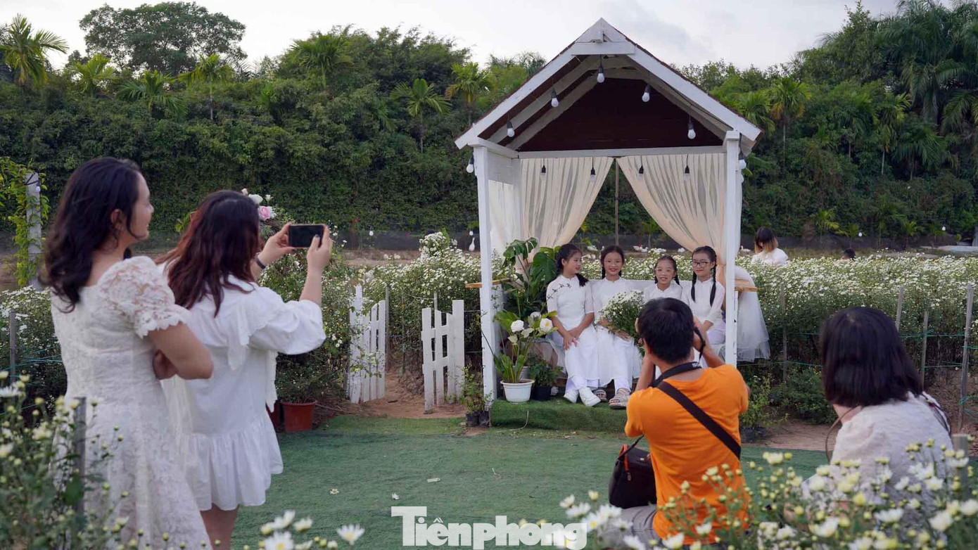 Để thu hút du khách, bạn trẻ, các chủ nhà vườn cũng trồng thêm nhiều loại hoa khác, thiết kế thêm những mô hình chụp ảnh cùng cúc hoạ mi ngay trong khuôn viên vườn hoa.