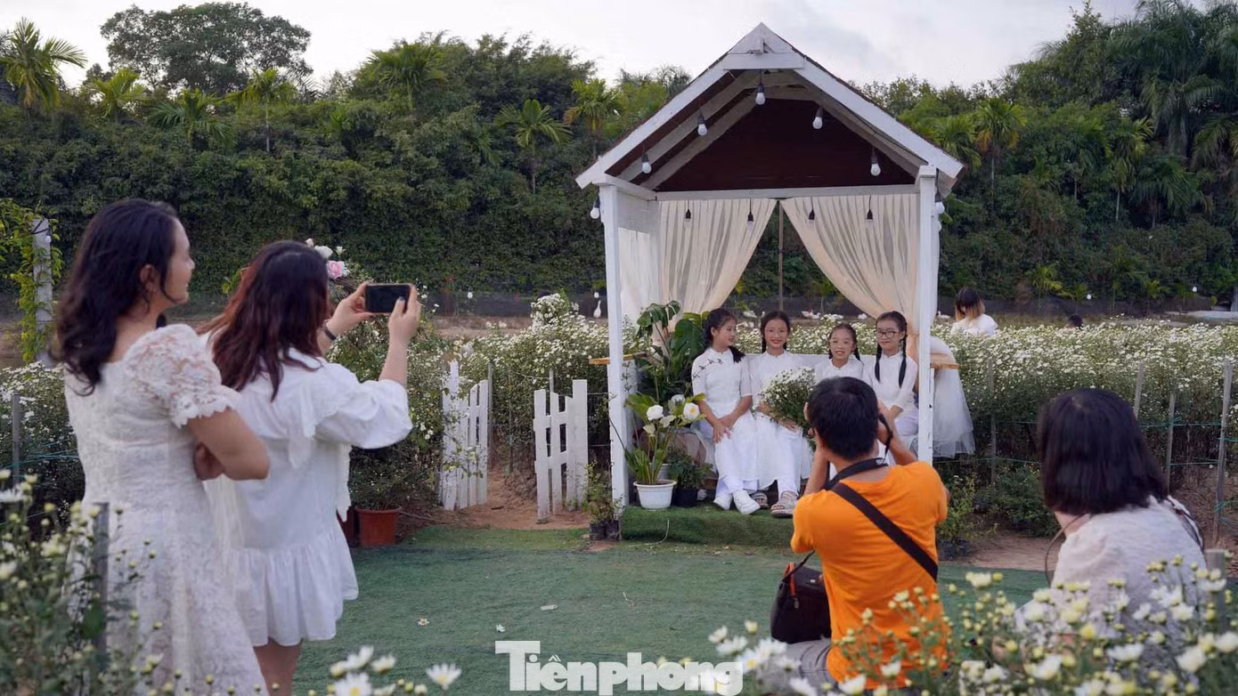 Để thu hút du khách, bạn trẻ, các chủ nhà vườn cũng trồng thêm nhiều loại hoa khác, thiết kế thêm những mô hình chụp ảnh cùng cúc hoạ mi ngay trong khuôn viên vườn hoa.