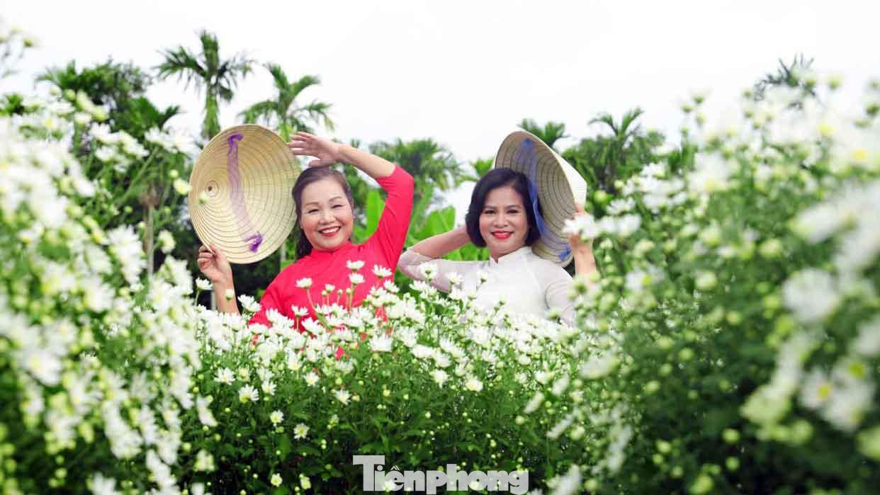 Theo ông chủ vườn hoa, không chỉ các bạn sinh viên, học sinh mà rất nhiều chị em phụ nữ trung niên cũng tranh thủ mặc áo dài chụp ảnh với hoa cúc họa mi để lưu giữ kỷ niệm.