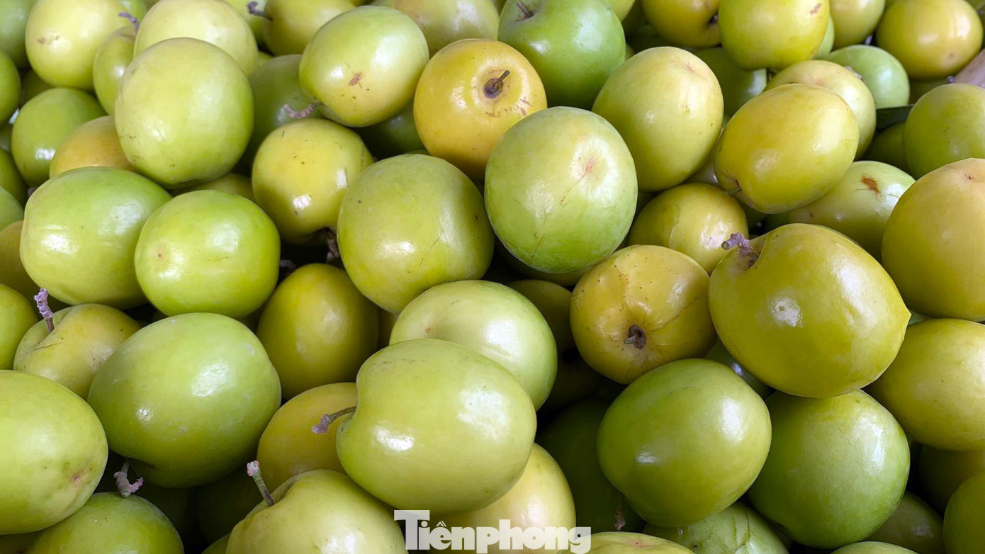 "Những gốc táo to và được mùa như năm nay có thể thu hoạch khoảng 1 tạ quả/cây. Năm nay, thương lái về thu mua sớm trước Tết Dương lịch với giá dao động 30.000-35.000 đồng/kg. Do đó, mỗi hộ có vườn vài chục gốc táo có thể thu hoạch hàng chục đến cả trăm triệu đồng", chị Thu nói. "Những gốc táo to và được mùa như năm nay có thể thu hoạch khoảng 1 tạ quả/cây. Năm nay, thương lái về thu mua sớm trước Tết Dương lịch với giá dao động 30.000-35.000 đồng/kg. Do đó, mỗi hộ có vườn vài chục gốc táo có thể thu hoạch hàng chục đến cả trăm triệu đồng", chị Thu nói.