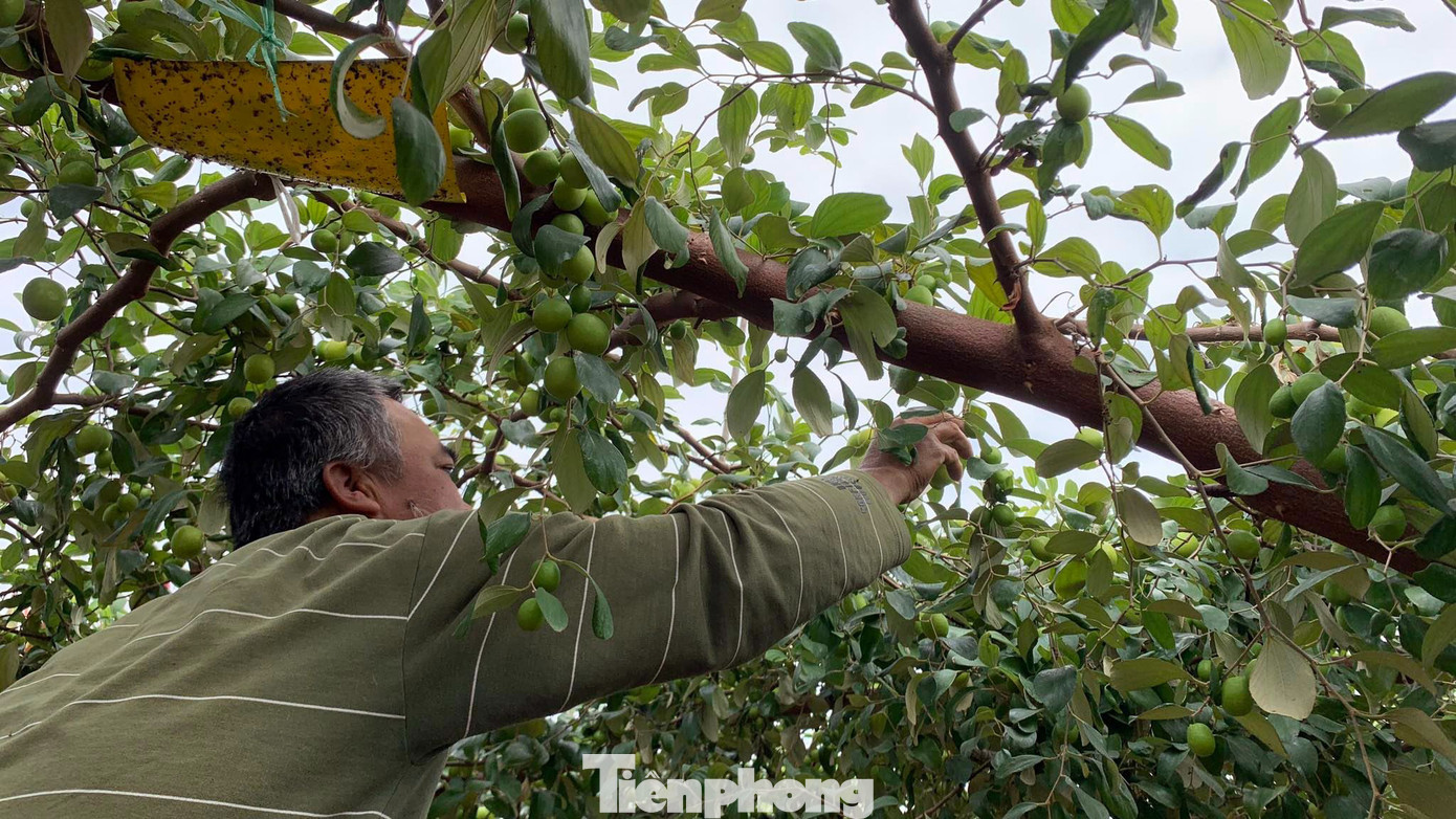 Khi tới mùa, những quả to chín trước sẽ được thu hoạch trước bán dịp Noel, Tết Dương lịch. Còn những quả chín sau sẽ thu hoạch bán dịp rằm tháng Chạp, Tết Nguyên đán. Khi tới mùa, những quả to chín trước sẽ được thu hoạch trước bán dịp Noel, Tết Dương lịch. Còn những quả chín sau sẽ thu hoạch bán dịp rằm tháng Chạp, Tết Nguyên đán.