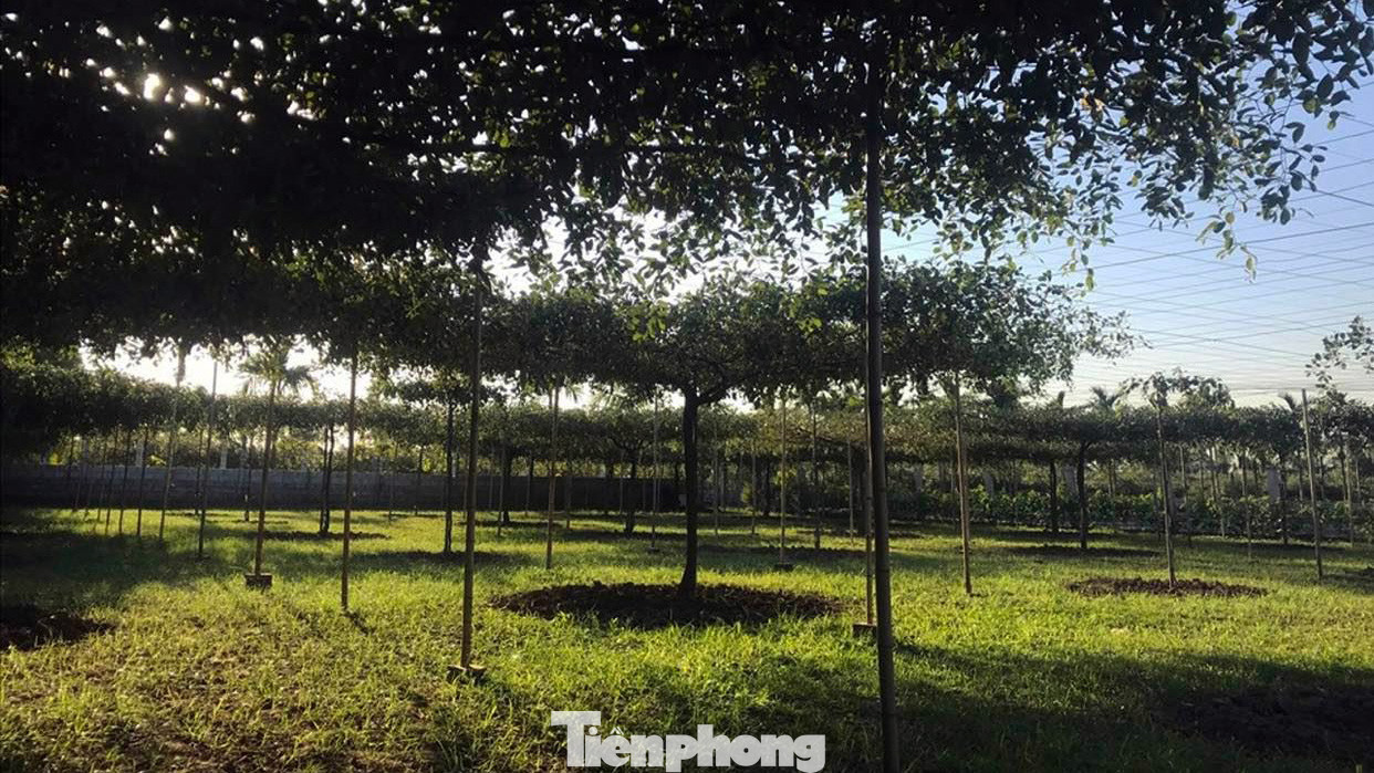 Không chỉ các hộ trồng táo truyền thống, nhiều gia đình ở Bàng La còn sáng tạo theo phương pháp trồng giàn để tăng thêm sản lượng và có thể thu hoạch dễ dàng hơn. Không chỉ các hộ trồng táo truyền thống, nhiều gia đình ở Bàng La còn sáng tạo theo phương pháp trồng giàn để tăng thêm sản lượng và có thể thu hoạch dễ dàng hơn.