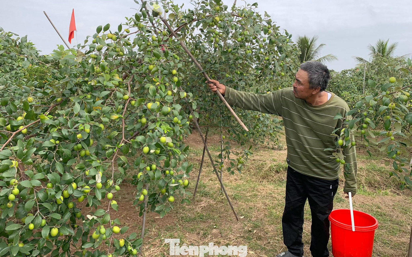 Là người trồng táo lâu năm, ông Nguyễn Văn Sâm (thôn Đồng Tiến 2, phường Bàng La) cho biết, để cây táo phát triển tốt, cho năng suất cao, người dân chăm sóc bằng cách tưới đủ nước, nuôi gà để bắt sâu, diệt cỏ dại quanh gốc. Ngoài ra, yếu tố thời tiết cũng ảnh hưởng tới năng suất, nhất là thời điểm táo ra hoa, kết trái. Là người trồng táo lâu năm, ông Nguyễn Văn Sâm (thôn Đồng Tiến 2, phường Bàng La) cho biết, để cây táo phát triển tốt, cho năng suất cao, người dân chăm sóc bằng cách tưới đủ nước, nuôi gà để bắt sâu, diệt cỏ dại quanh gốc. Ngoài ra, yếu tố thời tiết cũng ảnh hưởng tới năng suất, nhất là thời điểm táo ra hoa, kết trái.