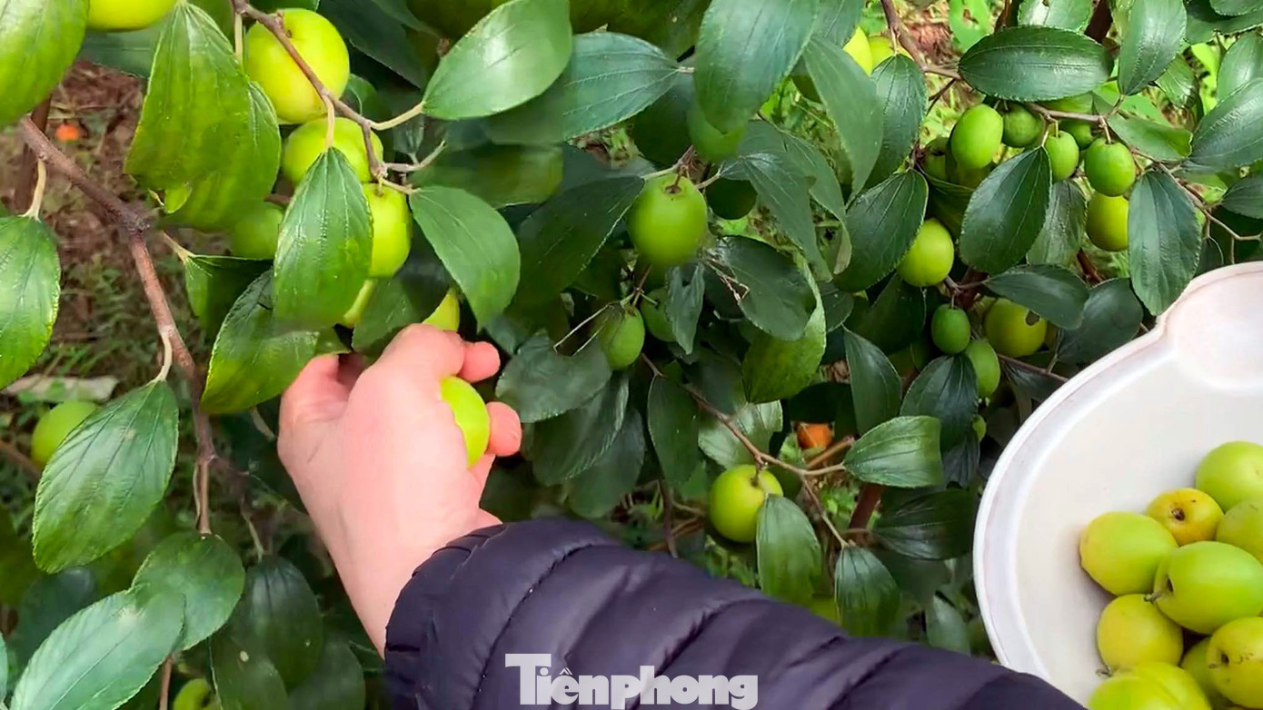 Theo chị Thu, Bàng La trước đây từng là vựa muối lớn và nổi tiếng của miền Bắc, sau này không thuận lợi cho sản xuất muối nữa, người dân trồng táo và từ đó táo Bàng La được gọi là "táo muối". Theo chị Thu, Bàng La trước đây từng là vựa muối lớn và nổi tiếng của miền Bắc, sau này không thuận lợi cho sản xuất muối nữa, người dân trồng táo và từ đó táo Bàng La được gọi là "táo muối".