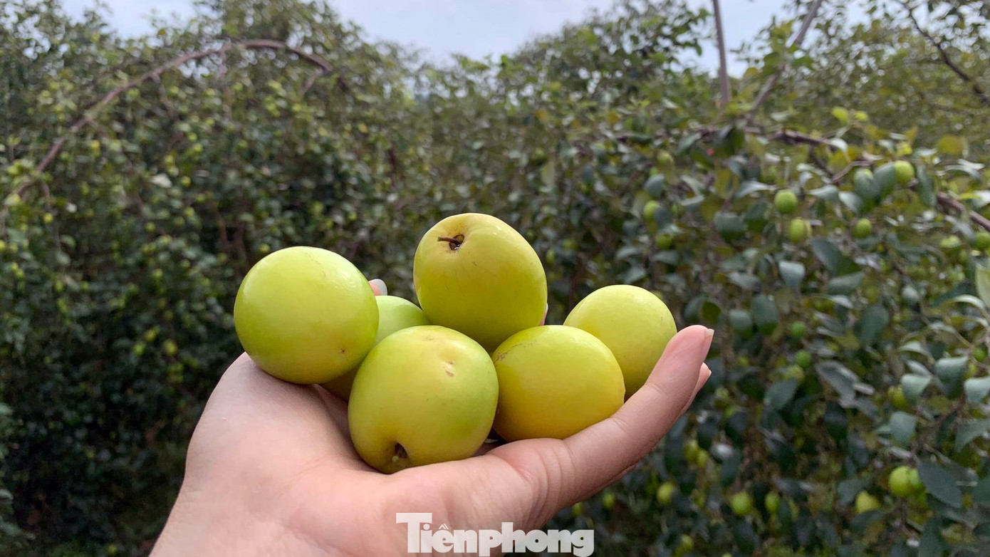 Được trồng trên những cánh đồng muối, táo Bàng La chua dịu lại ngọt thanh, giòn và mọng nước rất đặc trưng nên rất được người dân địa phương và các tỉnh lân cận ưa chuộng. Được trồng trên những cánh đồng muối, táo Bàng La chua dịu lại ngọt thanh, giòn và mọng nước rất đặc trưng nên rất được người dân địa phương và các tỉnh lân cận ưa chuộng.