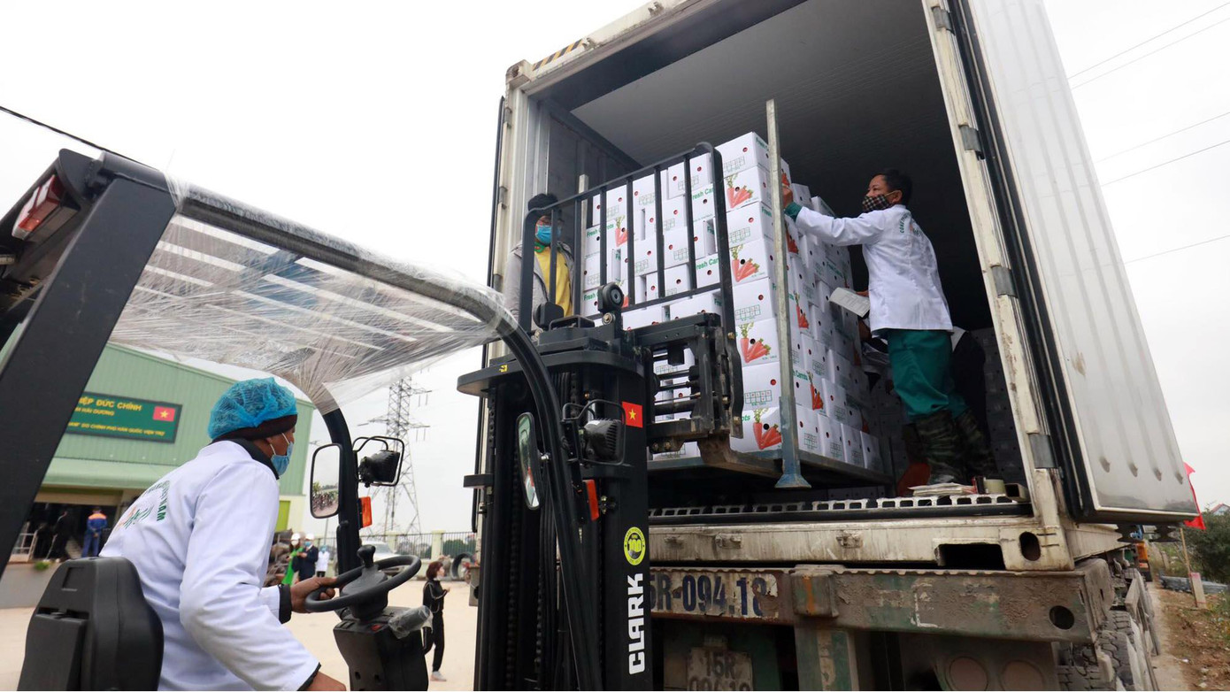 Ngoài phục vụ nhu cầu tiêu dùng trong nước, 80% sản lượng cà rốt được xuất khẩu sang thị trường Hàn Quốc, Nhật, Singapore, Malaysia, Trung Đông... Ngoài phục vụ nhu cầu tiêu dùng trong nước, 80% sản lượng cà rốt được xuất khẩu sang thị trường Hàn Quốc, Nhật, Singapore, Malaysia, Trung Đông...