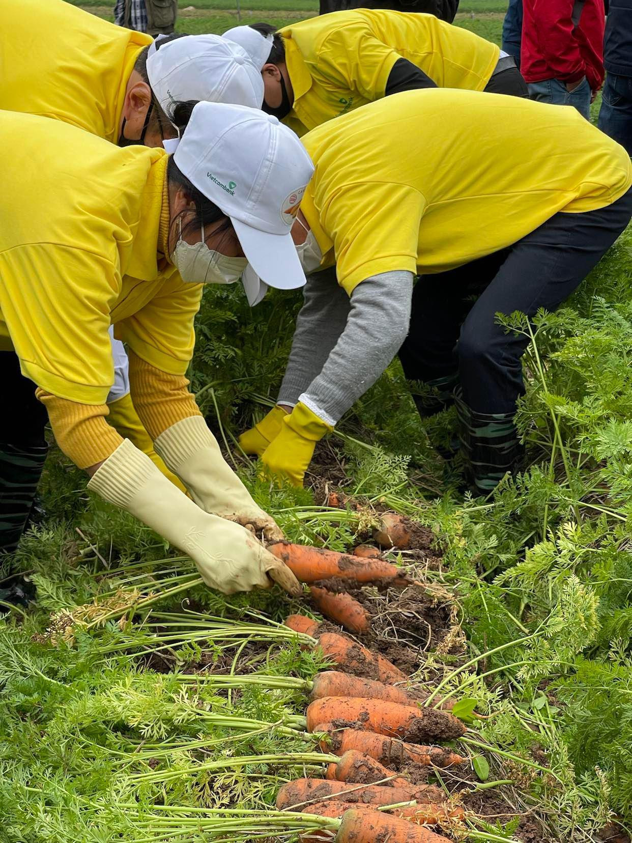 Ông Triệu Thế Hùng - Chủ tịch UBND tỉnh Hải Dương cho biết, cà rốt là một trong 8 nông sản chủ lực của địa phương được sản xuất quy mô lớn, ứng dụng công nghệ cao, tập trung tại một số xã thuộc huyện Cẩm Giàng, Nam Sách và TP Chí Linh. Ông Triệu Thế Hùng - Chủ tịch UBND tỉnh Hải Dương cho biết, cà rốt là một trong 8 nông sản chủ lực của địa phương được sản xuất quy mô lớn, ứng dụng công nghệ cao, tập trung tại một số xã thuộc huyện Cẩm Giàng, Nam Sách và TP Chí Linh.