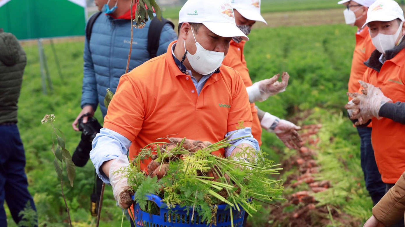 Nhiều người dân địa phương, đại diện các doanh nghiệp xuất khẩu, cán bộ một số ban ngành tham gia lễ hội thu hoạch cà rốt. Nhiều người dân địa phương, đại diện các doanh nghiệp xuất khẩu, cán bộ một số ban ngành tham gia lễ hội thu hoạch cà rốt.