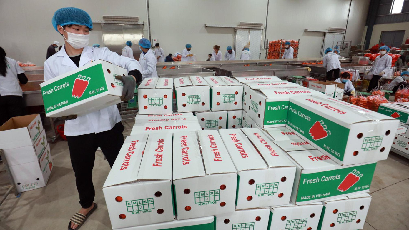 Chủ tịch UBND tỉnh Hải Dương - ông Triệu Thế Hùng cũng cho biết, hiện nay toàn tỉnh có khoảng 1.600 ha trồng cà rốt, với sản lượng hơn 80.000 tấn/năm đạt tiêu chuẩn chất lượng. Chủ tịch UBND tỉnh Hải Dương - ông Triệu Thế Hùng cũng cho biết, hiện nay toàn tỉnh có khoảng 1.600 ha trồng cà rốt, với sản lượng hơn 80.000 tấn/năm đạt tiêu chuẩn chất lượng.