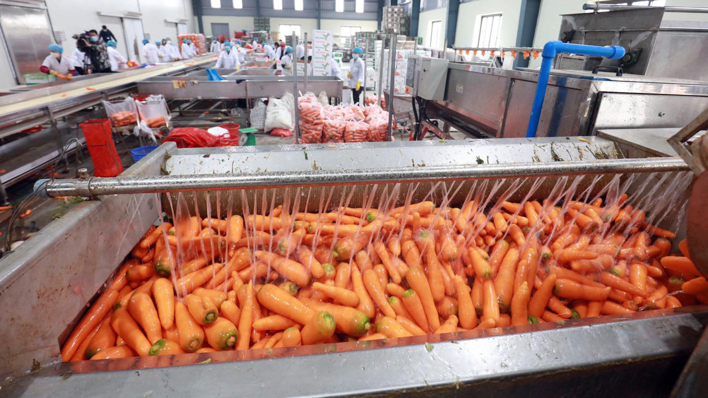 Cà rốt sau khi thu hoạch được người dân đưa về một nhà máy chế biến gần đó. Cà rốt sau khi thu hoạch được người dân đưa về một nhà máy chế biến gần đó.