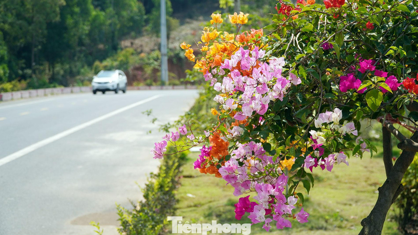 Quanh các chòi vọng cảnh, huyện Cát Hải cũng trồng nhiều loại hoa, cây cảnh, nổi bật là các loại hoa giấy cổ thụ với đủ sắc màu. Quanh các chòi vọng cảnh, huyện Cát Hải cũng trồng nhiều loại hoa, cây cảnh, nổi bật là các loại hoa giấy cổ thụ với đủ sắc màu.