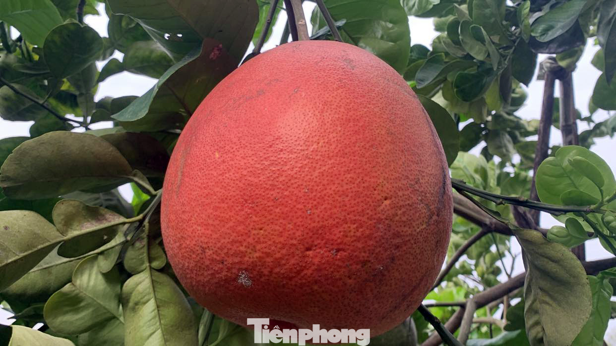 Ngoài giống bưởi vàng, bưởi làng Lâm có giống bưởi đỏ ruột hồng được nhiều người ưa thích. Ngoài giống bưởi vàng, bưởi làng Lâm có giống bưởi đỏ ruột hồng được nhiều người ưa thích.