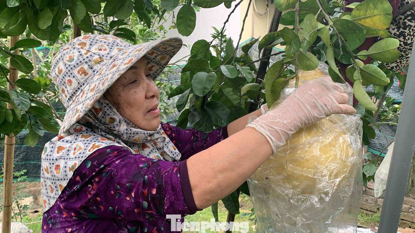 Vườn bưởi khổng lồ của bà Vườn đa số đã có khách đặt trước để bày mâm ngũ quả hoặc biếu dịp Tết. Vườn bưởi khổng lồ của bà Vườn đa số đã có khách đặt trước để bày mâm ngũ quả hoặc biếu dịp Tết.