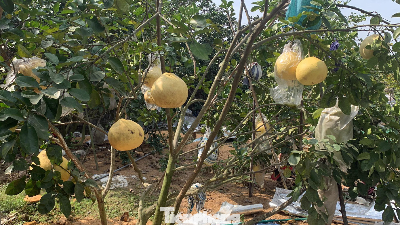 Năm nay sản lượng bưởi khổng lồ làng Lâm giảm. Năm nay sản lượng bưởi khổng lồ làng Lâm giảm.