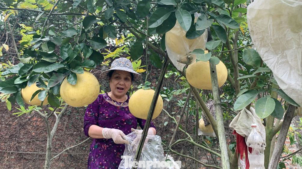 Bà Nguyễn Thị Vườn (70 tuổi) là một trong số ít người làng Lâm, xã Lâm Động (Thủy Nguyên, Hải Phòng) còn giữ vườn bưởi khổng lồ. Bà Nguyễn Thị Vườn (70 tuổi) là một trong số ít người làng Lâm, xã Lâm Động (Thủy Nguyên, Hải Phòng) còn giữ vườn bưởi khổng lồ.