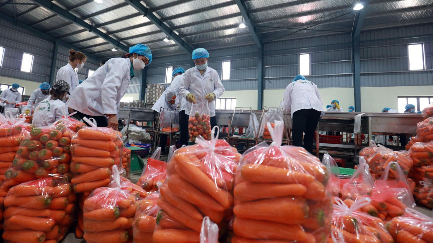 Sau khi sơ chế, những củ cà rốt đạt tiêu chuẩn chất lượng được công nhân đóng thùng chuẩn bị vận chuyển xuất khẩu ra thị trường quốc tế. Sau khi sơ chế, những củ cà rốt đạt tiêu chuẩn chất lượng được công nhân đóng thùng chuẩn bị vận chuyển xuất khẩu ra thị trường quốc tế.