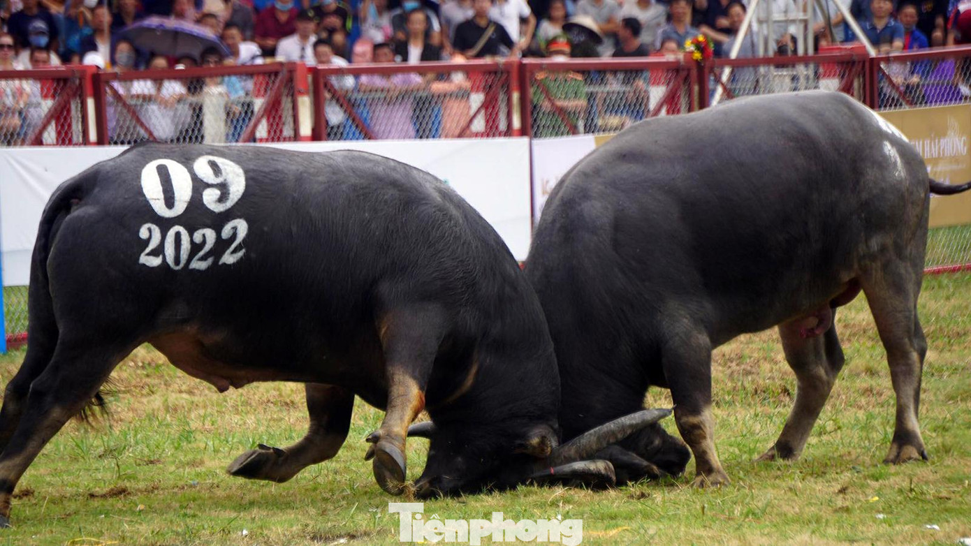 Sau 30 phút chờ đợi, ông trâu số 15 vừa vào sân đã giật đứt dây thừng lao tới trâu số 9 thi đấu rất hăng. Hàng vạn khán giả chứng kiến phấn khích, cổ vũ.