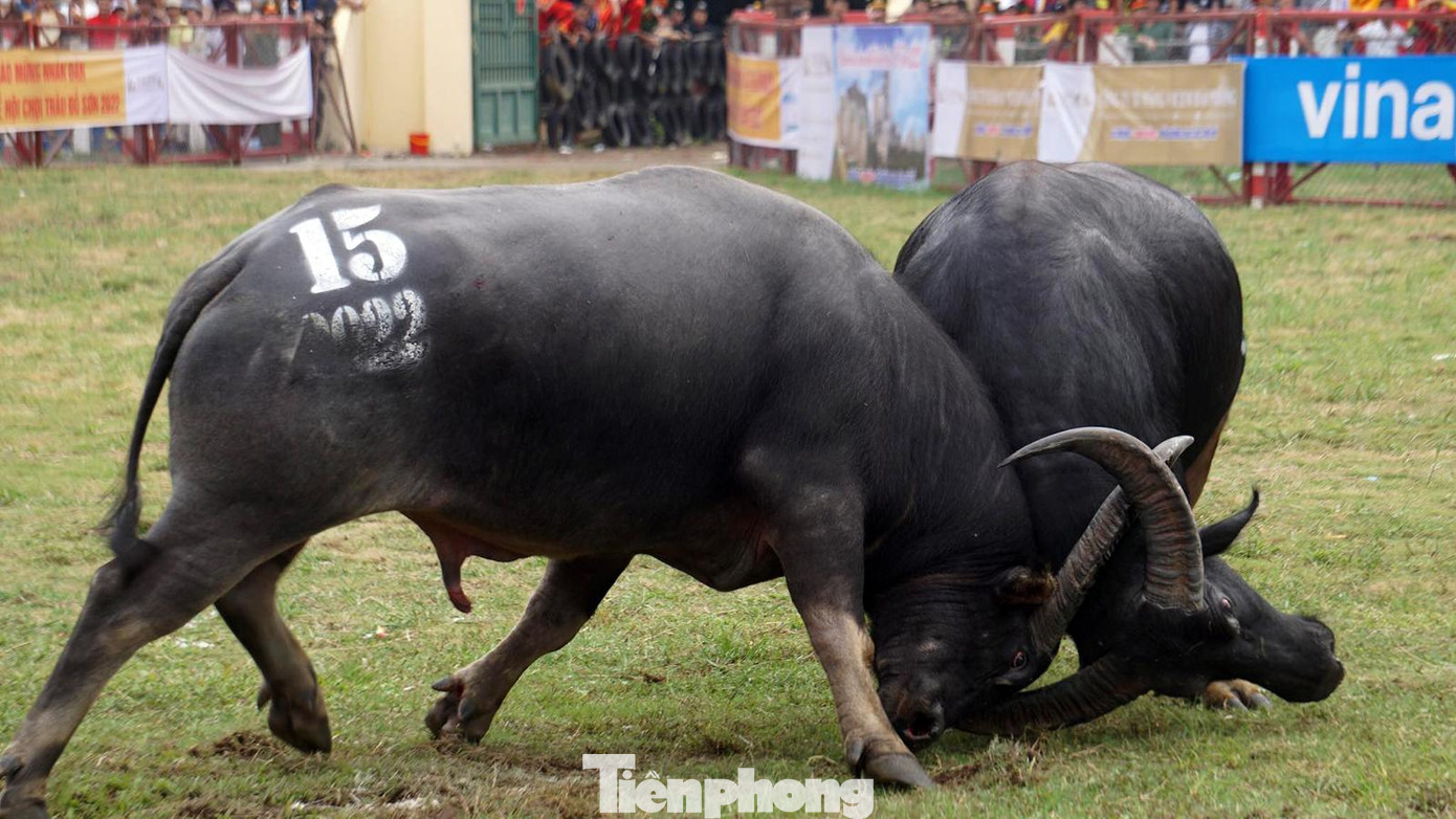 Trâu số 15 chiến thắng trâu 09 nhưng bị loại do có nhiều biểu hiện bất thường.