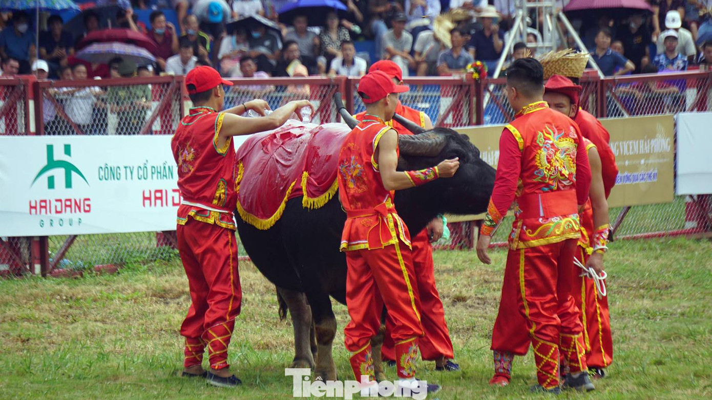 Trâu chọi số 09 phải đợi đối thủ 30 phút. Do nắng nóng, chủ trâu phải đắp khăn, dội nước làm mát cho trâu.