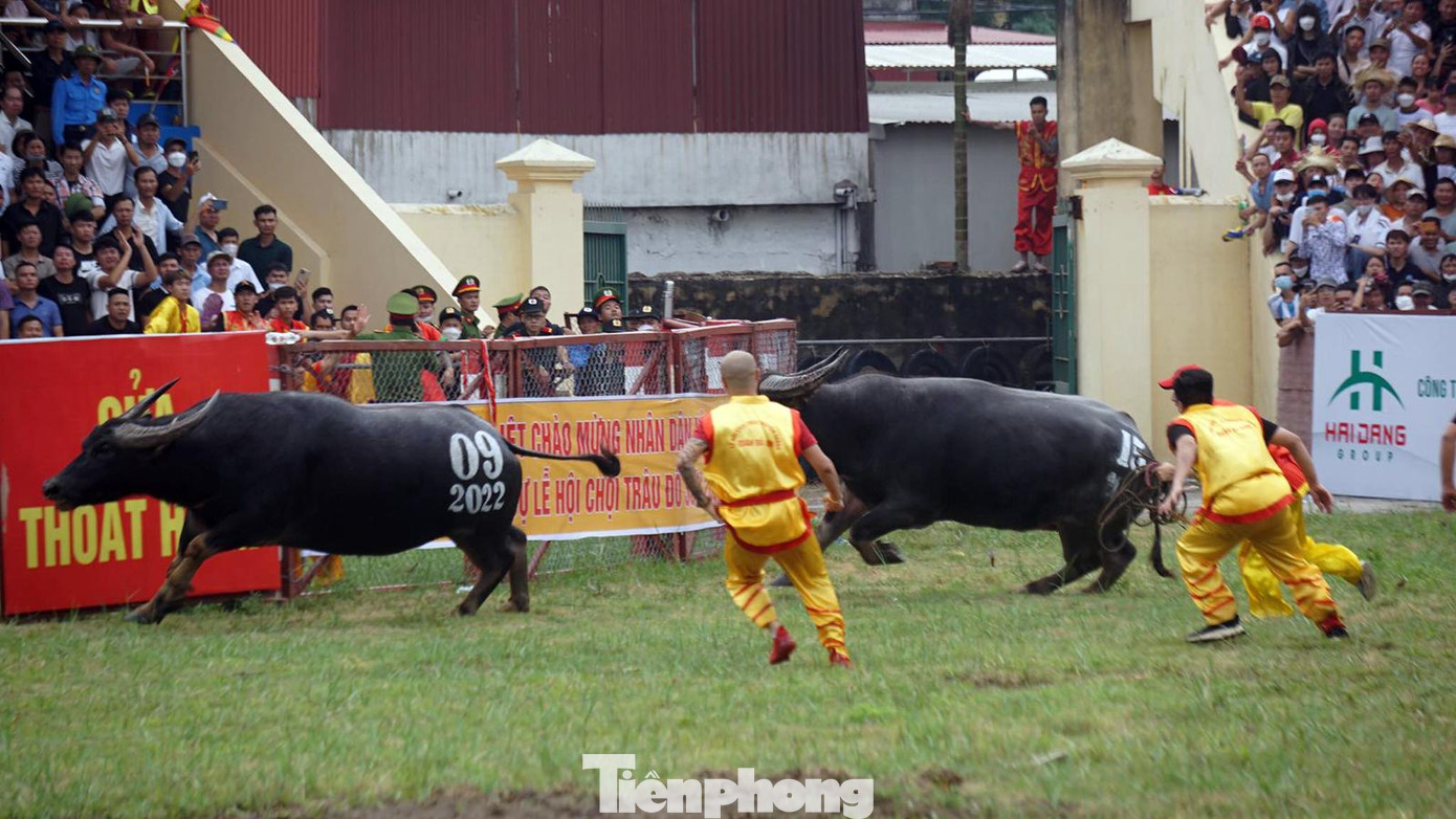 Sau 3-4 phút thi đấu, dù ông trâu số 15 đã chiến thắng, đánh đuổi trâu số 9 bỏ chạy. Tuy nhiên, sau đó, Ban tổ chức quyết định, do trâu số 15 vào sân quá muộn theo quy định nên trâu số 9 được quyền vào vòng trong.