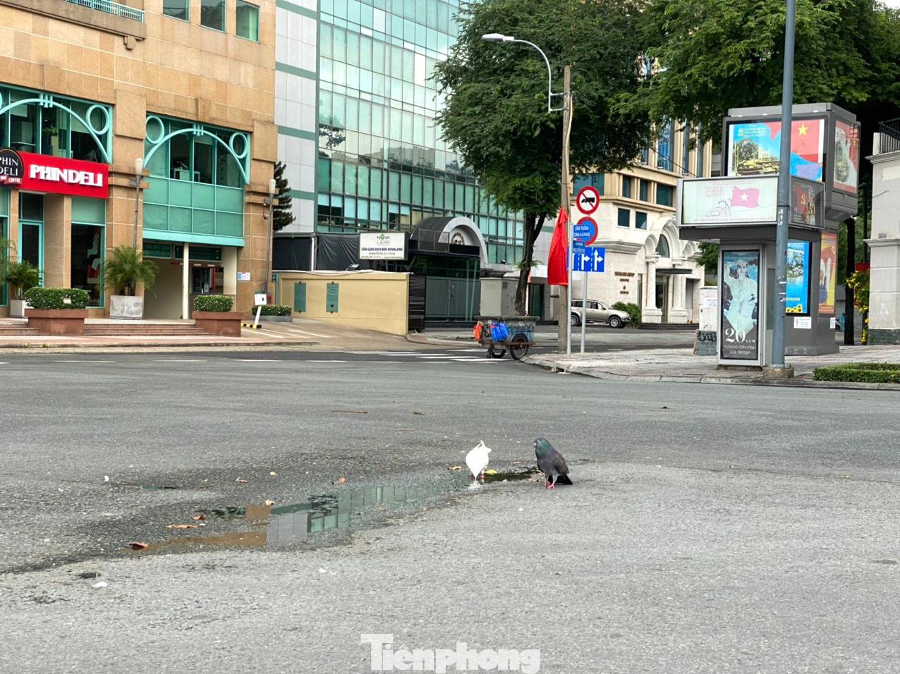 Đường phố Sài Gòn vắng vẻ, bồ câu xuống đường dạo chơi. Đường phố Sài Gòn vắng vẻ, bồ câu xuống đường dạo chơi.