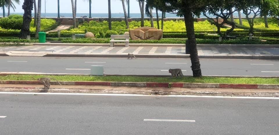 Đàn khỉ này ở trên 2 núi của Bà Rịa-Vũng Tàu. Nhiều người cho rằng, chúng xuống núi tìm thức ăn. Ảnh: Trần Anh Tuấn.