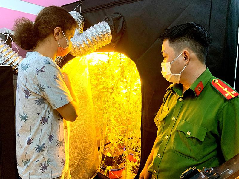 Shedko Dmitri trồng và chăm sóc ngay trong phòng ngủ, có lắp hệ thống tưới, đèn điện chiếu sáng và điều hòa nhiệt độ. Shedko Dmitri trồng và chăm sóc ngay trong phòng ngủ, có lắp hệ thống tưới, đèn điện chiếu sáng và điều hòa nhiệt độ.