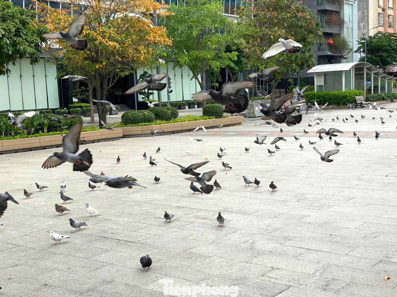 Trên phố đi bộ Nguyễn Huệ quận 1, hàng ngàn con chim bồ câu đủng đỉnh đi dạo. Trên phố đi bộ Nguyễn Huệ quận 1, hàng ngàn con chim bồ câu đủng đỉnh đi dạo.