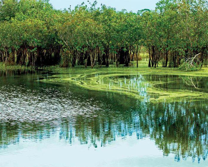 Bên trong Khu bảo tồn thiên nhiên Bình Châu-Phước Bửu, huyện Xuyên Mộc. Ảnh: Internet.