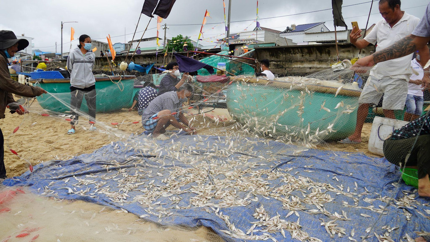 Chuyến biển đầu tiên, nhiều ngư dân Phước Hải trúng lưới rất nhiều tôm cá. Chuyến biển đầu tiên, nhiều ngư dân Phước Hải trúng lưới rất nhiều tôm cá.