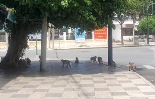 Đàn khỉ tràn xuống đường ở TP.Vũng Tàu tìm kiếm thức ăn vào chiều ngày 16/7.