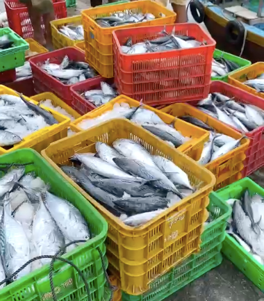 Thành quả của ngư dân. Thành quả của ngư dân.